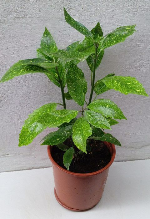 Аукуба японская (Aucuba japonica) или "Золотое дерево". Цветы для дома