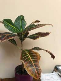 Кротон - комнатное растение