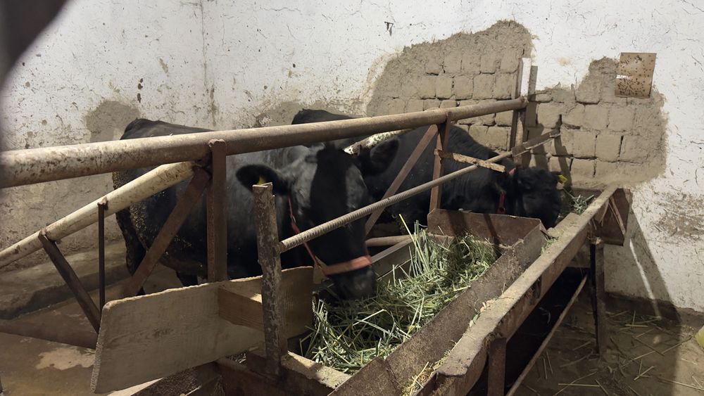 Aberdin Angus altayski