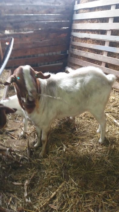 Tap Boer si tapisor metis