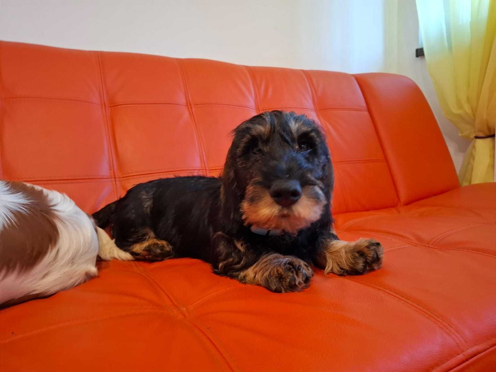 pui teckel sarmos standard cu Pedigree A, mascul