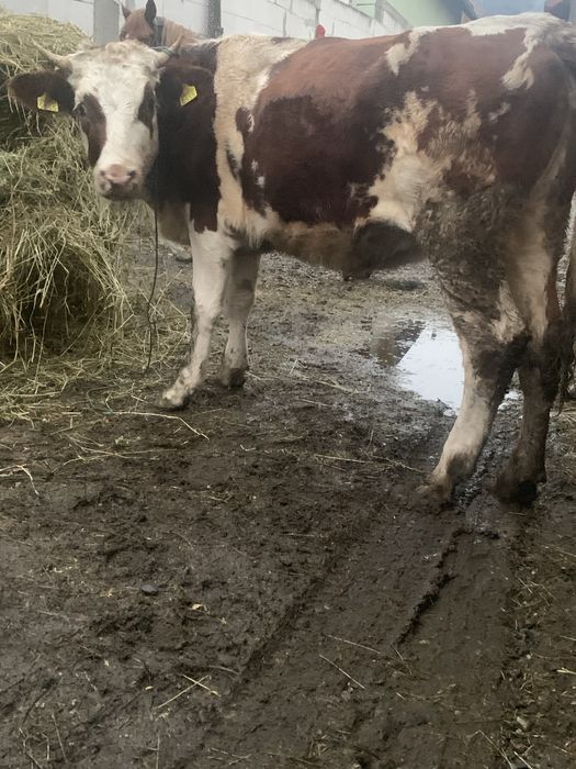 De vnzare juninca baltată