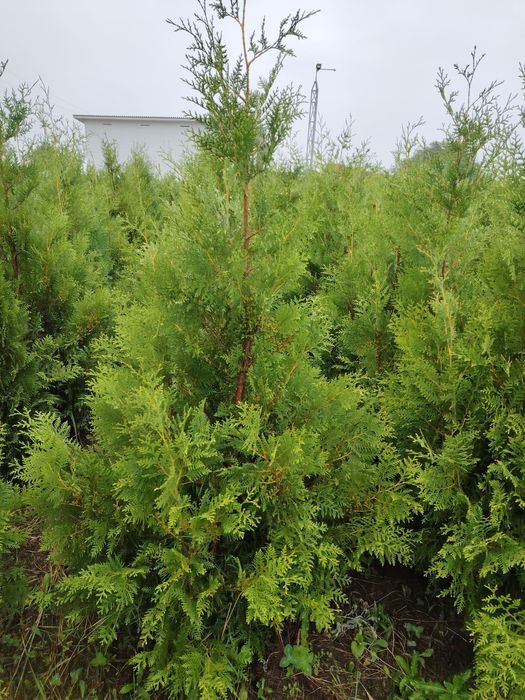 Туя Брабант, Смаракт