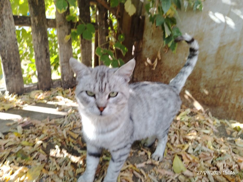 Котик шотландец ищет любящую семью.