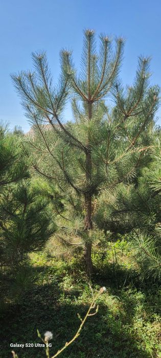 Крымская сосна арча кучатлари сотилади