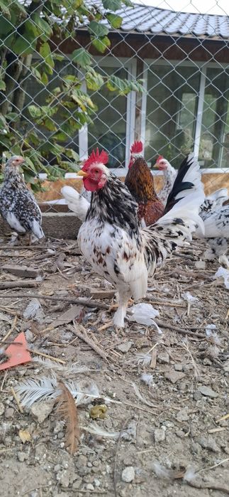 Vând cocoșei de munte.