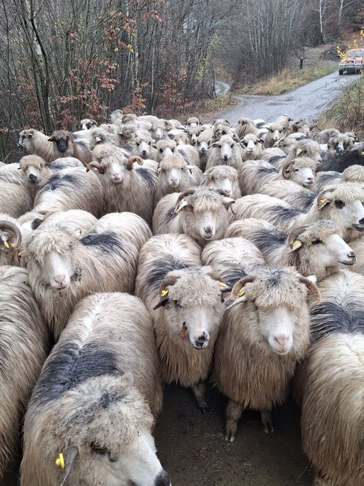 Vând îi tinere și frumoase