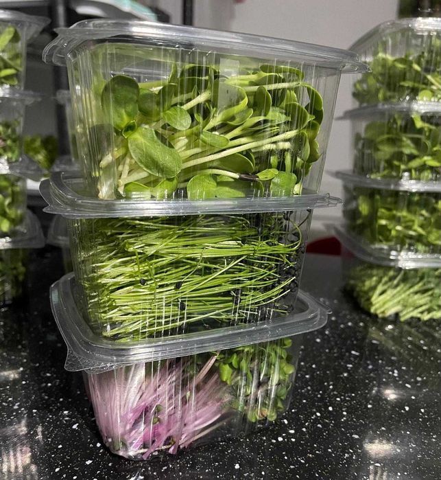 Microplante proaspete (vlăstari) - Livrare gratuita in TG-Mures!