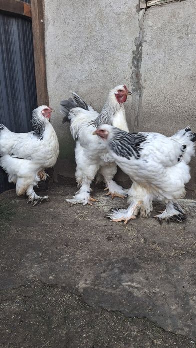 Vând familie 2+1 brahma HDA