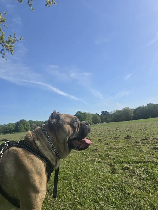 Mascul Cane Corso Formentino cu pedigree FCI, 1 an, dresat