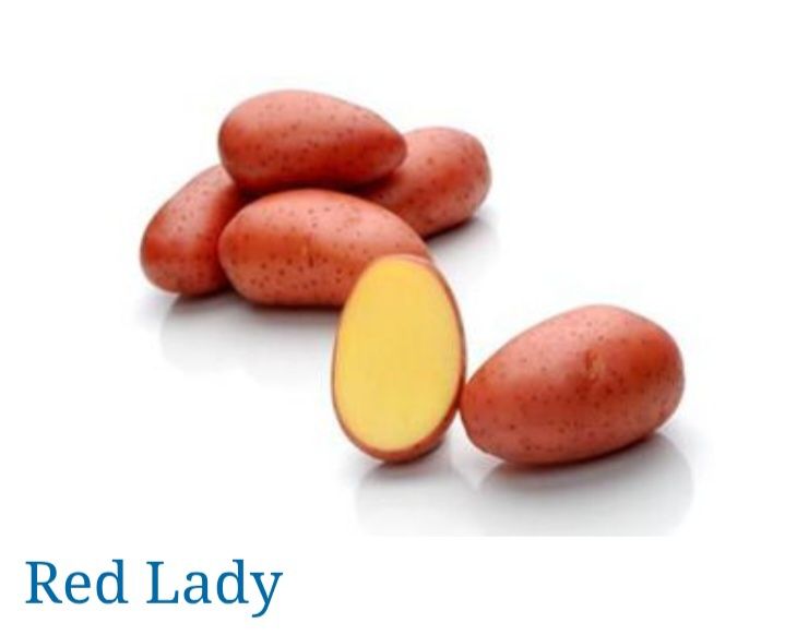 Vând cartofi de sămânţa şi Consum  diferite soiuri