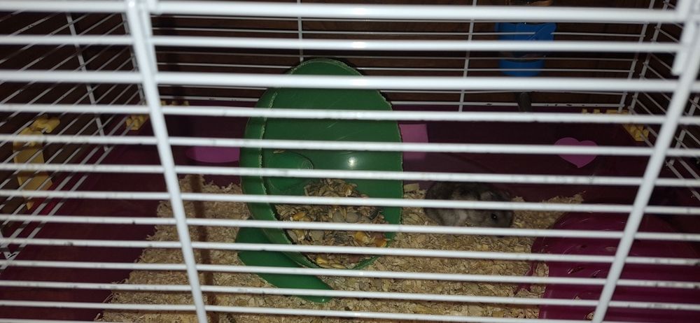 hamster si cusca complet echipata