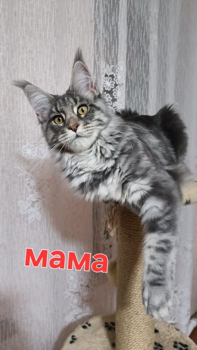 Мейн-кун, девочкв