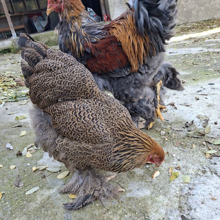 Familie Brahma Potarnichiu