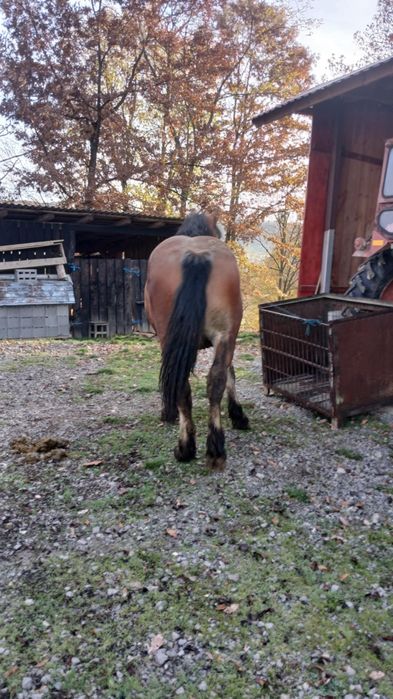 Vând mânz de un an și 4 luni