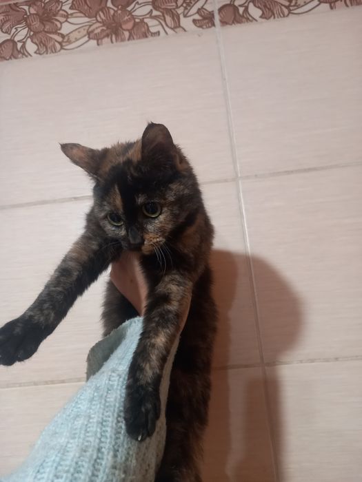 отдам котенка в хорошие руки