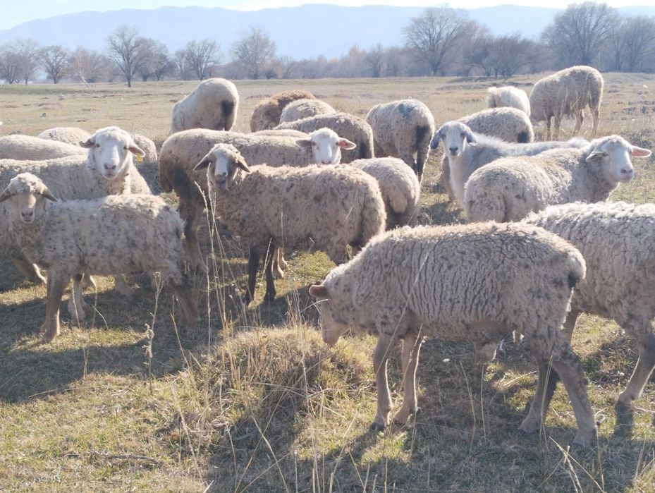 Токты сатылады 1 жас кошкар