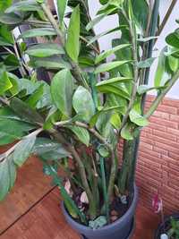 Planta de apartament zamioculcas