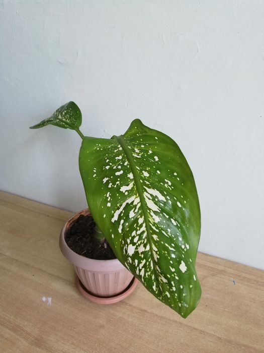 Цветы для дома и офиса. Комнатные цветы. Диффенбахия