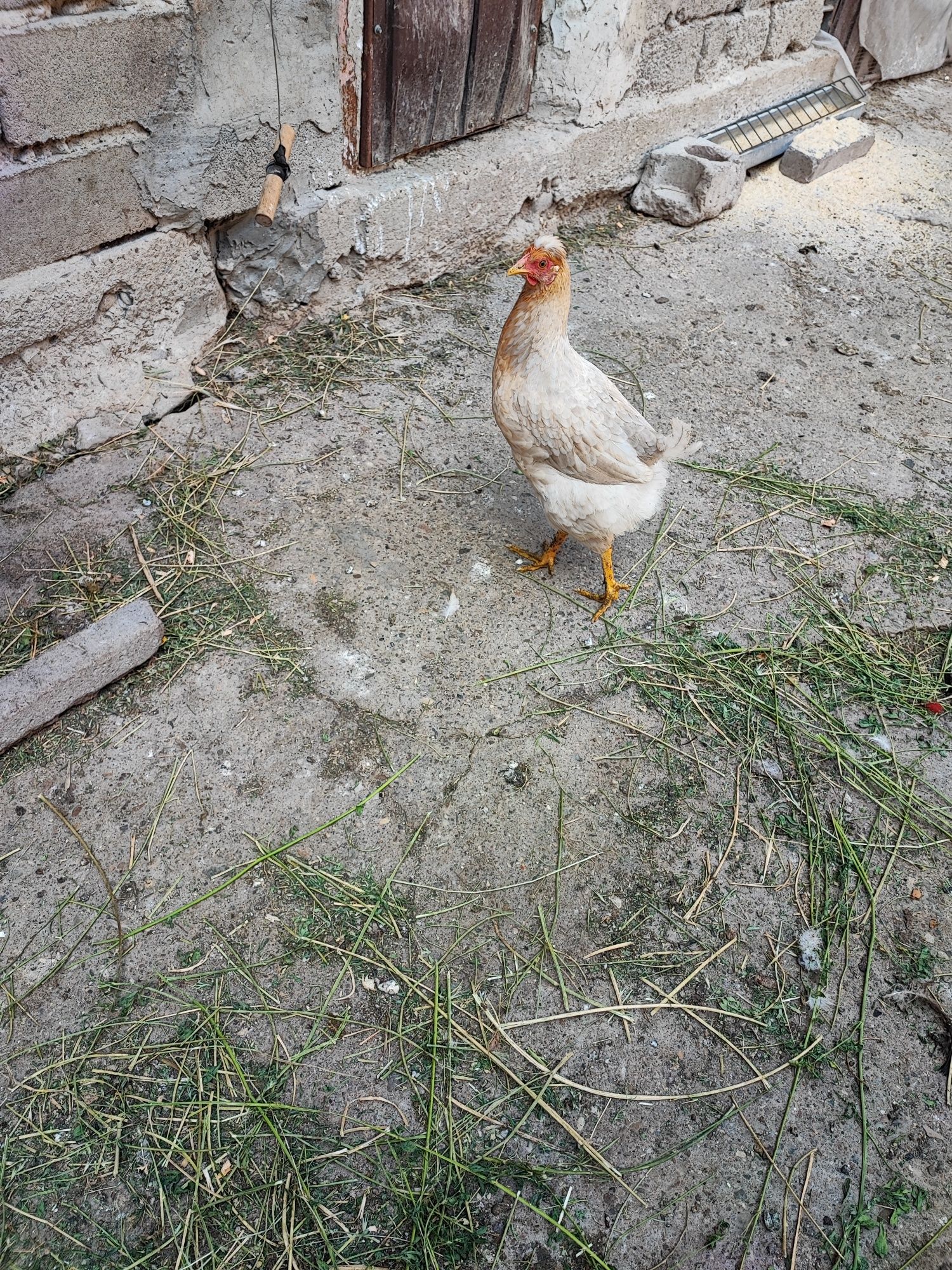 Cocos moțat bărbos+ găină moțată bărboasă+puica moțată oua verzi