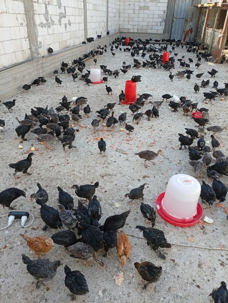 Qora shag'zoda jujalari sotiladi.