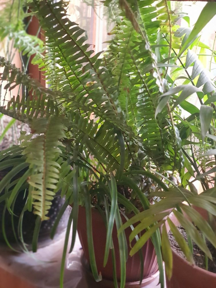 Xona gullari Ficus, Arma VA boshqa xona gullari  gullar