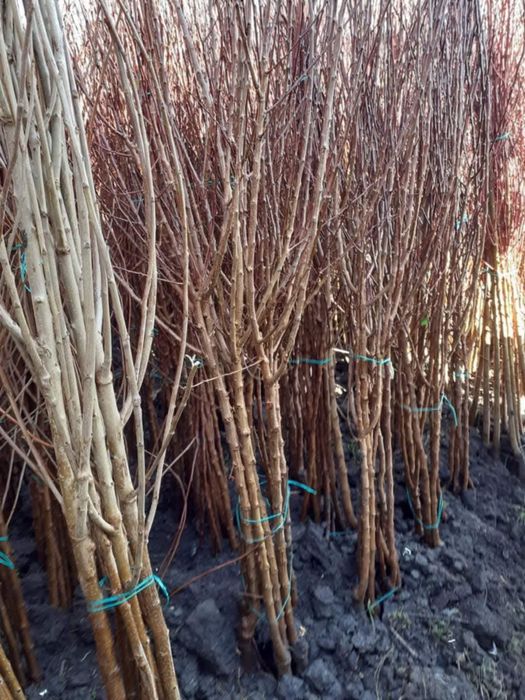 Pomi altoiti certificati