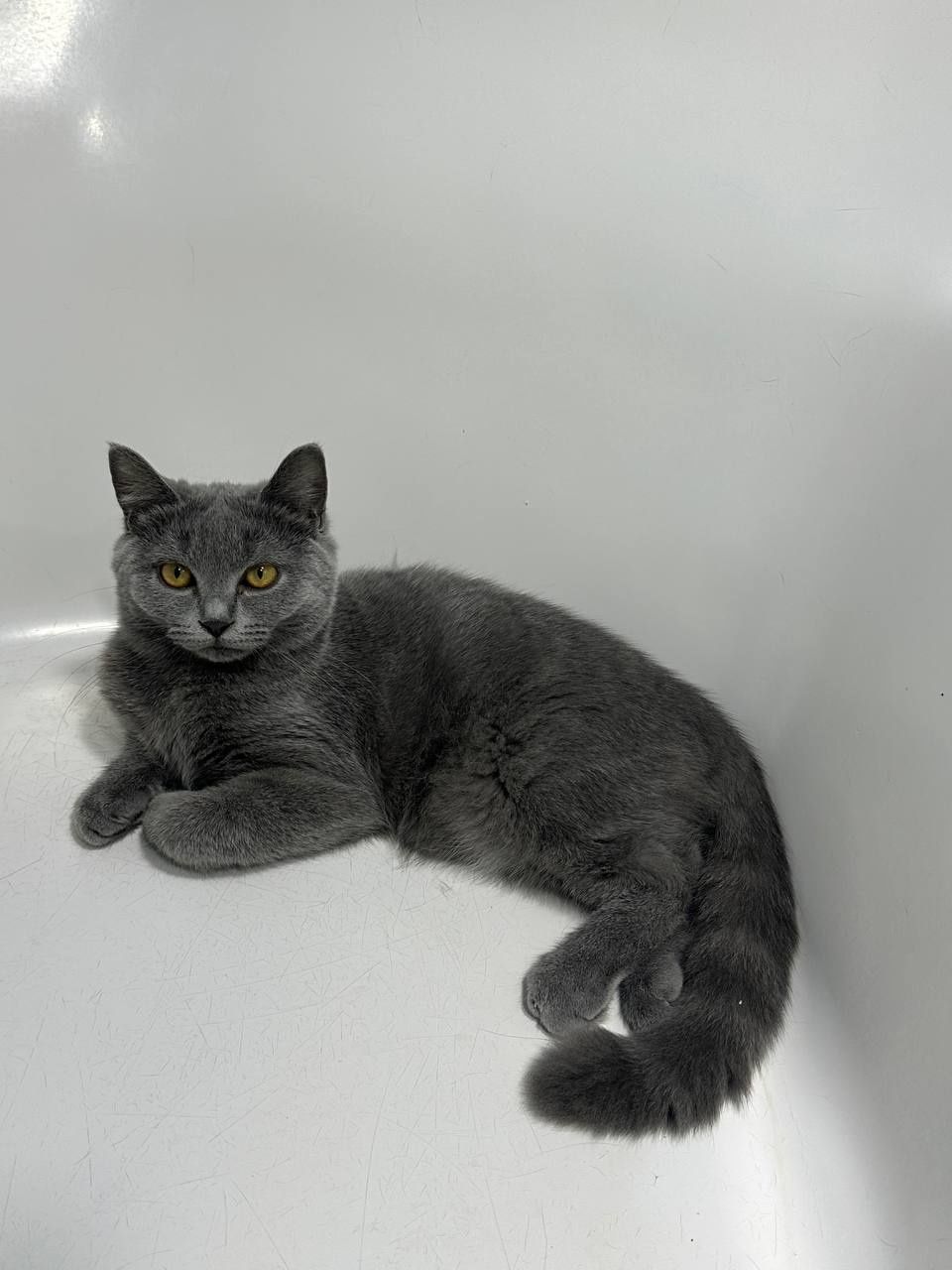 Котята подростки,