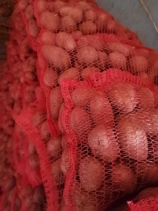 Cartofi roși consum la sac de 10 kg