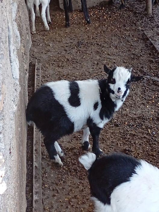 Vând țap pitic de 3 luni