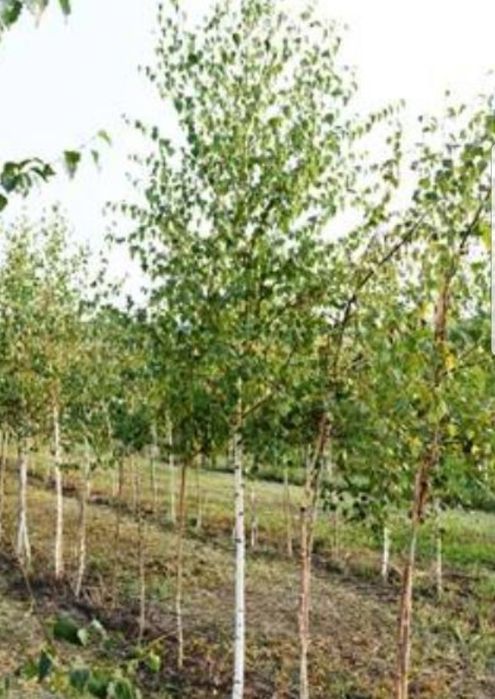 Betula pendula ( mesteacăn alb ) platani tei de floare catalpa globula