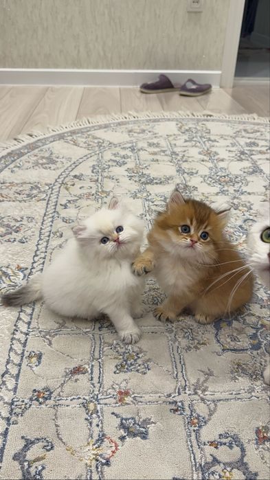 На продаже колорная шиншилла ny1133