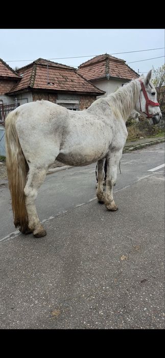 De vanzare iapa de 9 ani garantata fara defect mai multe det la tel .