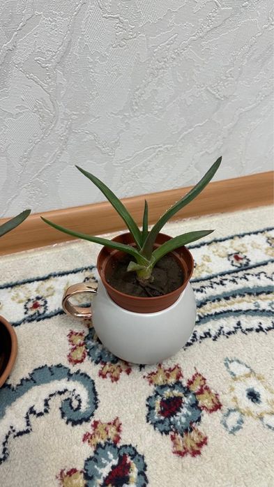 Продам домашние растениепрда