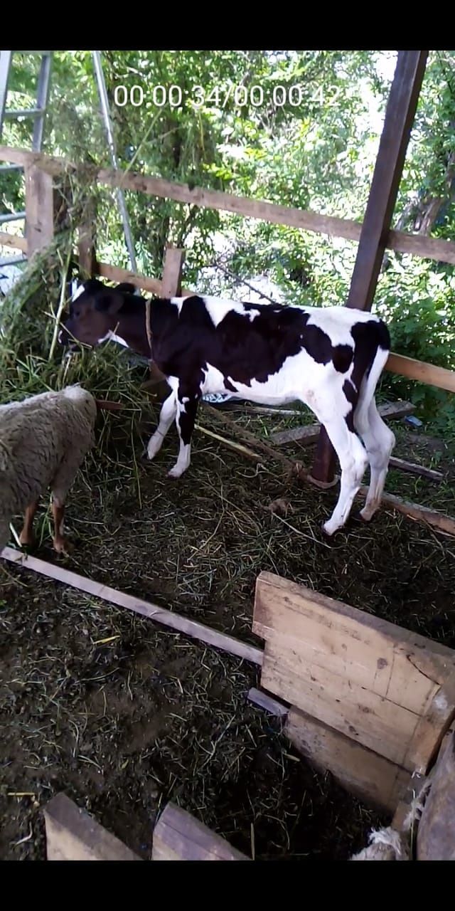 Продам дойную корову