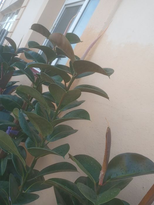 Фикус (кора шахзода) гуллари 4 йиллик узунлиги 2 метр атрофида