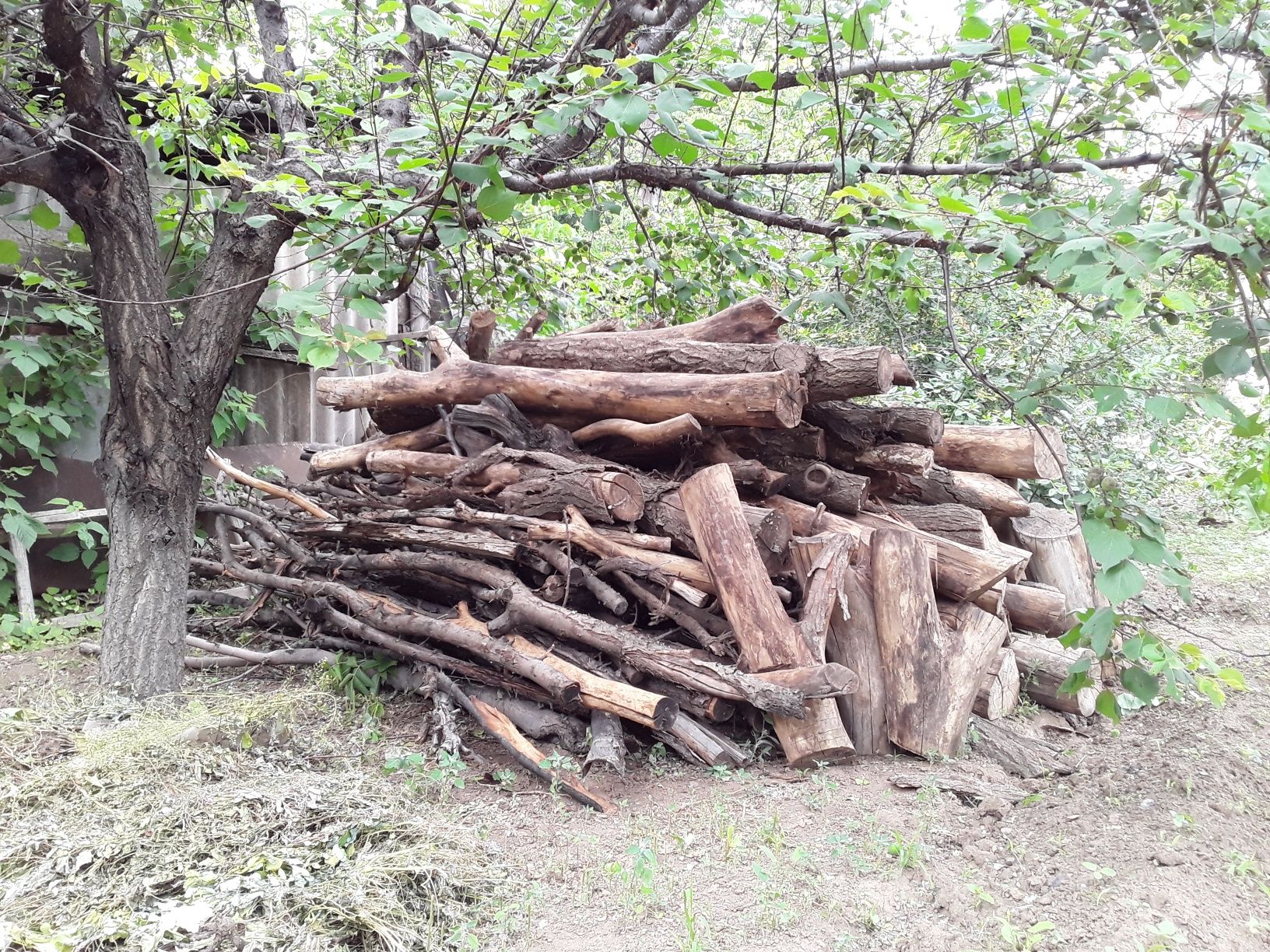 Продам дрова плодовых деревьв