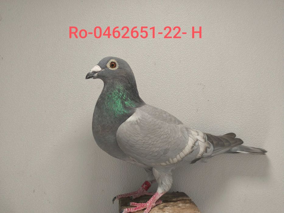 Цветни спортни  пощи