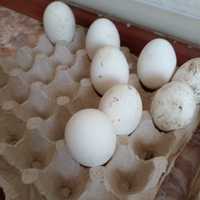 Гусиние яйца трехдневные