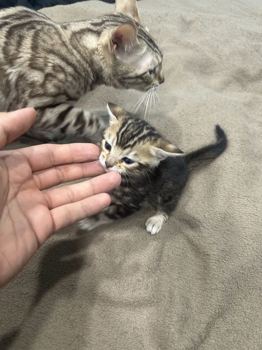 Бенгалски котета