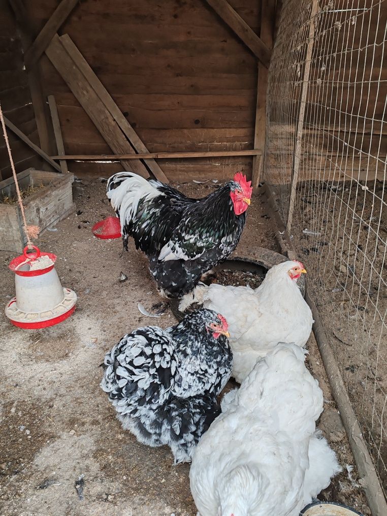 Ouă de incubație găini rasă