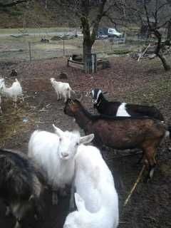 Vand capre pret negociabil