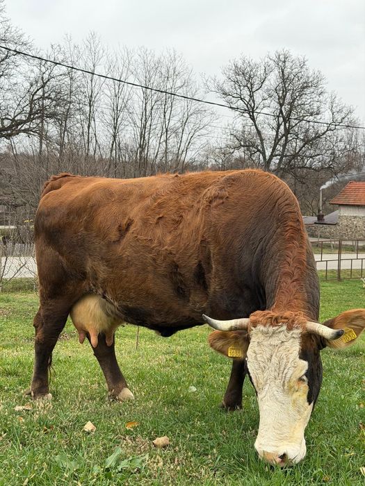 Vând vacă de rasă!