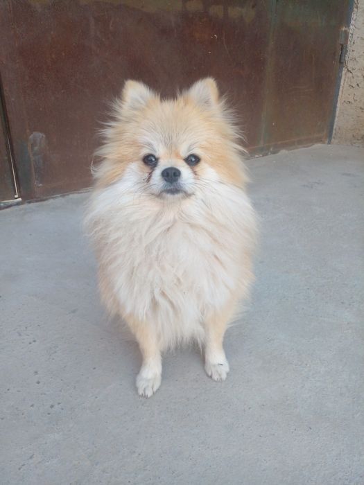 Померанский шпиц