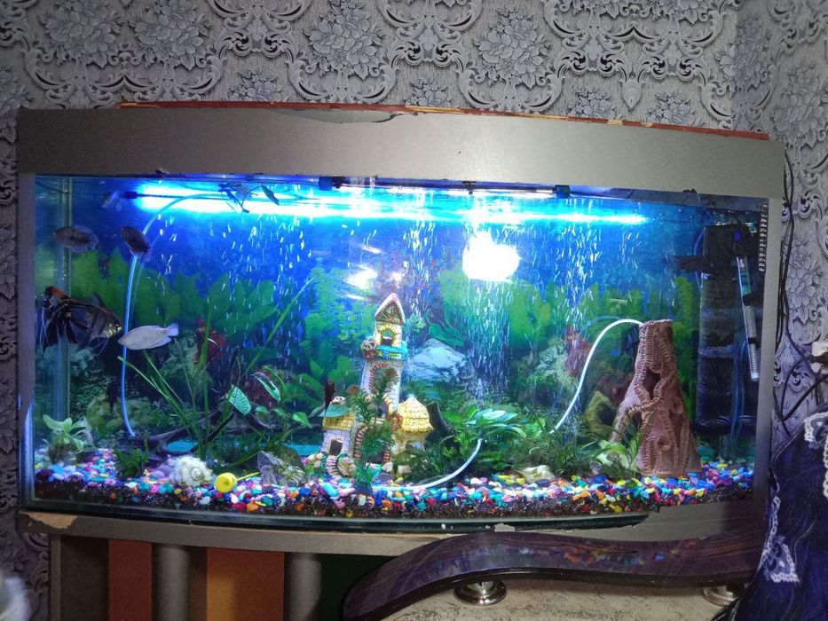 Продаётся готовый аквариум — полноценный подводный мир у вас дома!