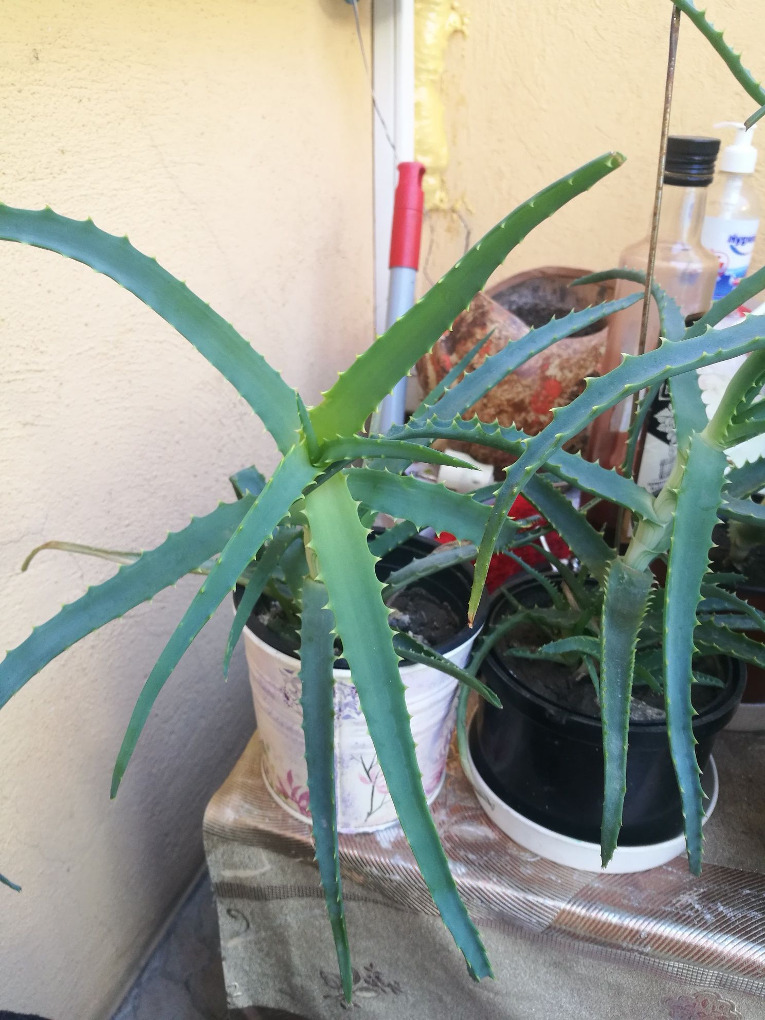 Aloe-vera floare