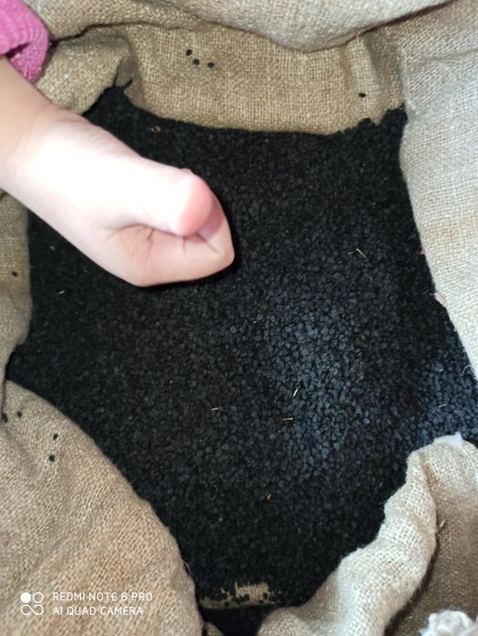 Манас семена лука первосьём