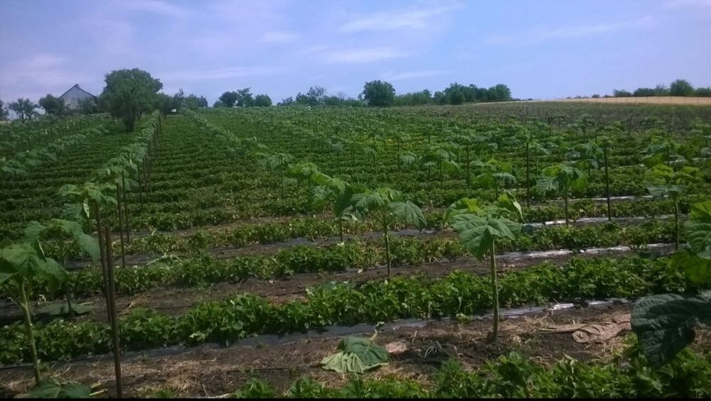 Stoloni capsuni unifere/remontant