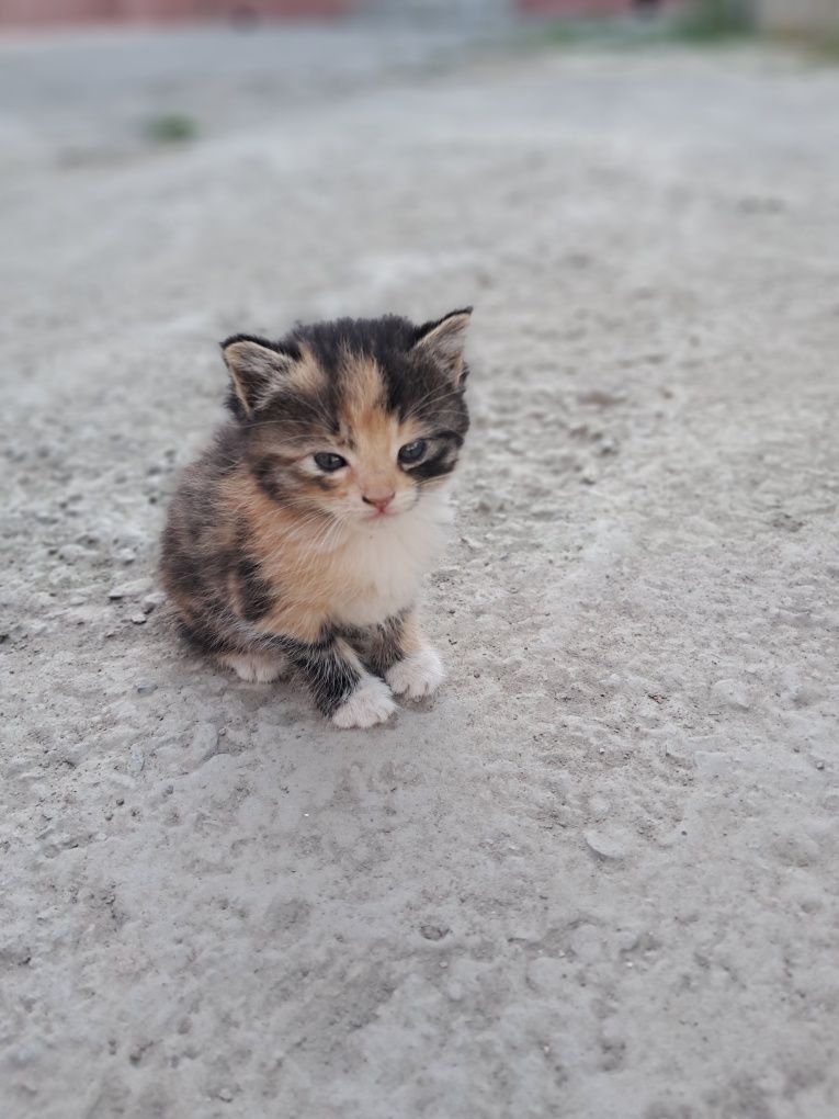 котенок 3 хорошие мыыылие