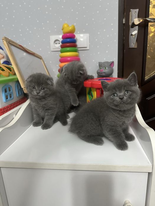 Продаются котята